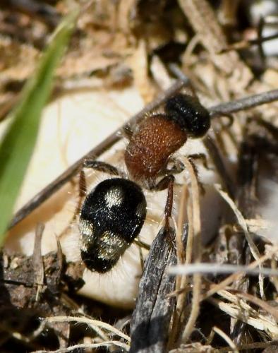 Smicromyrme partita